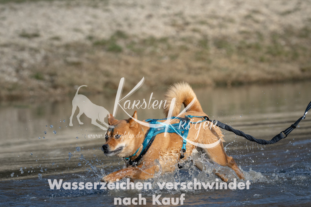1503_ZZ91388 | kk-dogfotos
