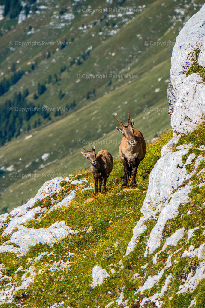 Luca_Vuerich-9 | piet_flosse