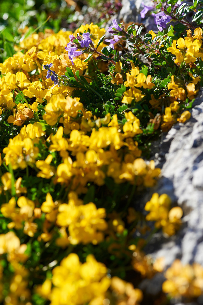 Hornklee auf dem Felsen | Bad Mitterndorf, Austria - June 26, 2017: Hornklee auf dem Felsen. - Realisiert mit Pictrs.com