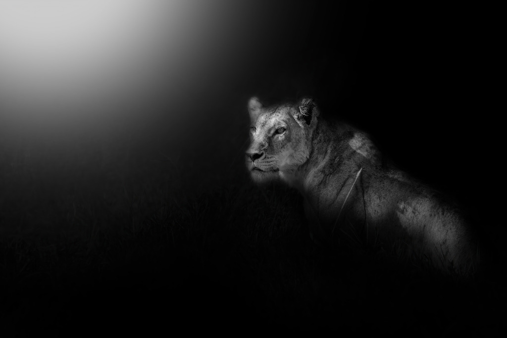 LADY | Kenya | wild’n free · authentic wildlife photography & premium xxl prints - Realisiert mit Pictrs.com