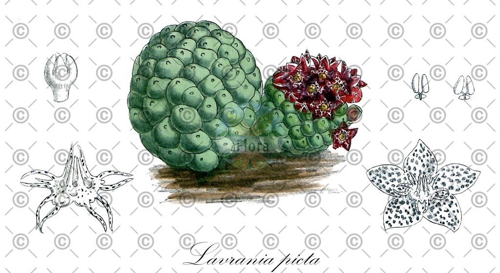 HistAbb_wfo-0000125080_1_ENZY_Simple | Historische Abbildung von Lavrania picta - Apocynaceae | Historical Illustration of Lavrania picta - Apocynaceae