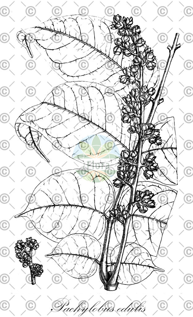HistAbb_wfo-1000018371_1_ENZY_Simple | Historische Abbildung von Pachylobus edulis - Burseraceae | Historical Illustration of Pachylobus edulis - Burseraceae