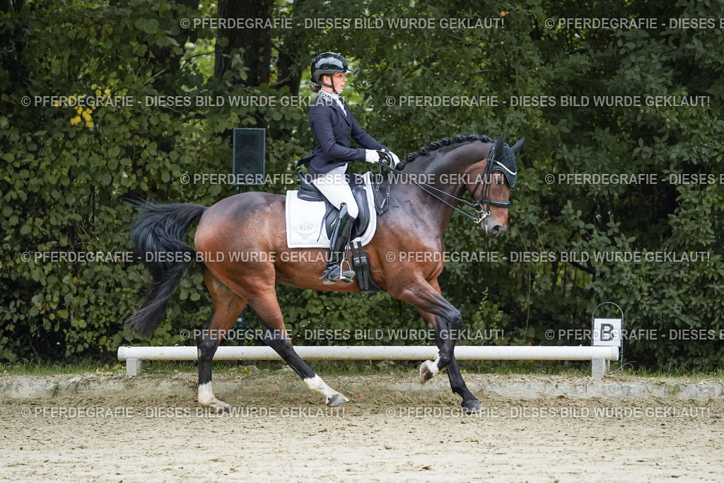 DSC00324 | Pferdegrafie