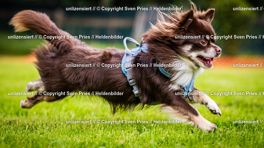 Sven Pries | 2024-09-22 - Hunderennen Baden-BadenPudelverein - Realisiert mit Pictrs.com