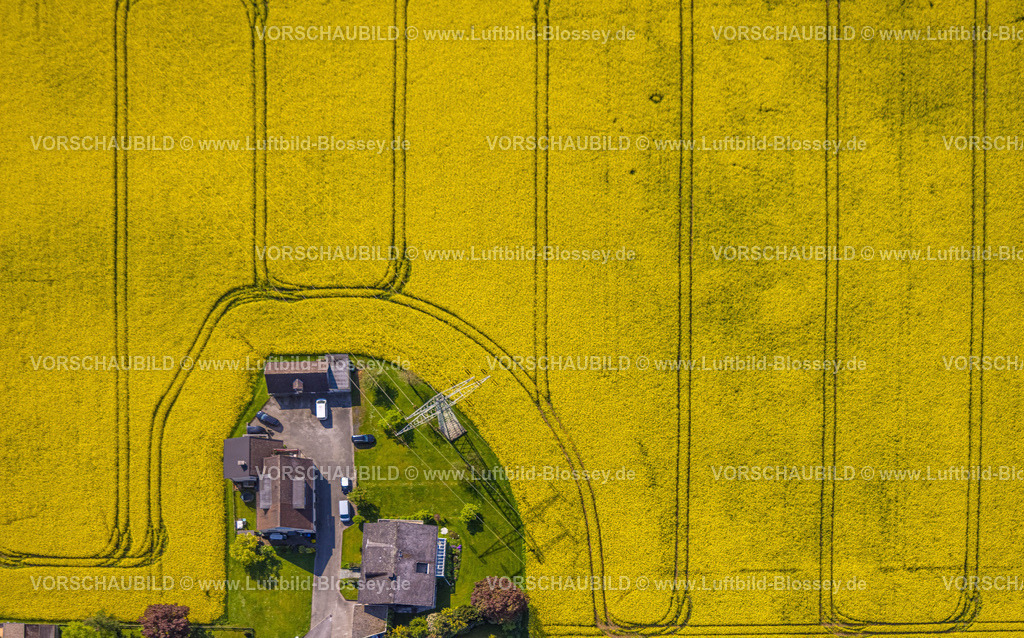Arnsberg230500167 | Luftbild, Rapsfelder Bellingser Weg, Voßwinkel, Arnsberg, Sauerland, Nordrhein-Westfalen, Deutschland