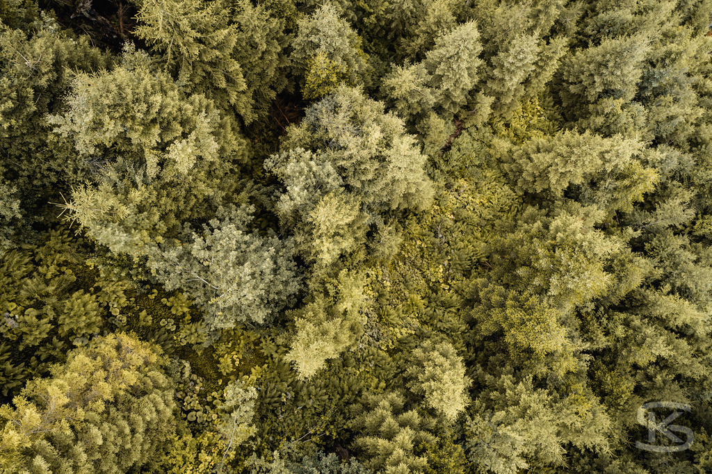 Spektakuläre Perspektive aus der Luft, Drohnenaufnahme mit Mischwald im Herbst | Atemberaubende Baumlandschaft aus der Luft mit farbenprächtigem Mischwald im Herbst – idyllische Natur,  leuchtende Grüntöne für beeindruckende Drohnenaufnahme - Realisiert mit Pictrs.com