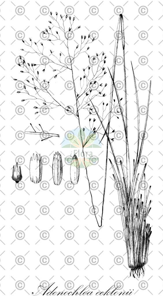 HistAbb_wfo-0001343252_1_ENZY_Simple | Historische Abbildung von Adenochloa ecklonii - Poaceae | Historical Illustration of Adenochloa ecklonii - Poaceae