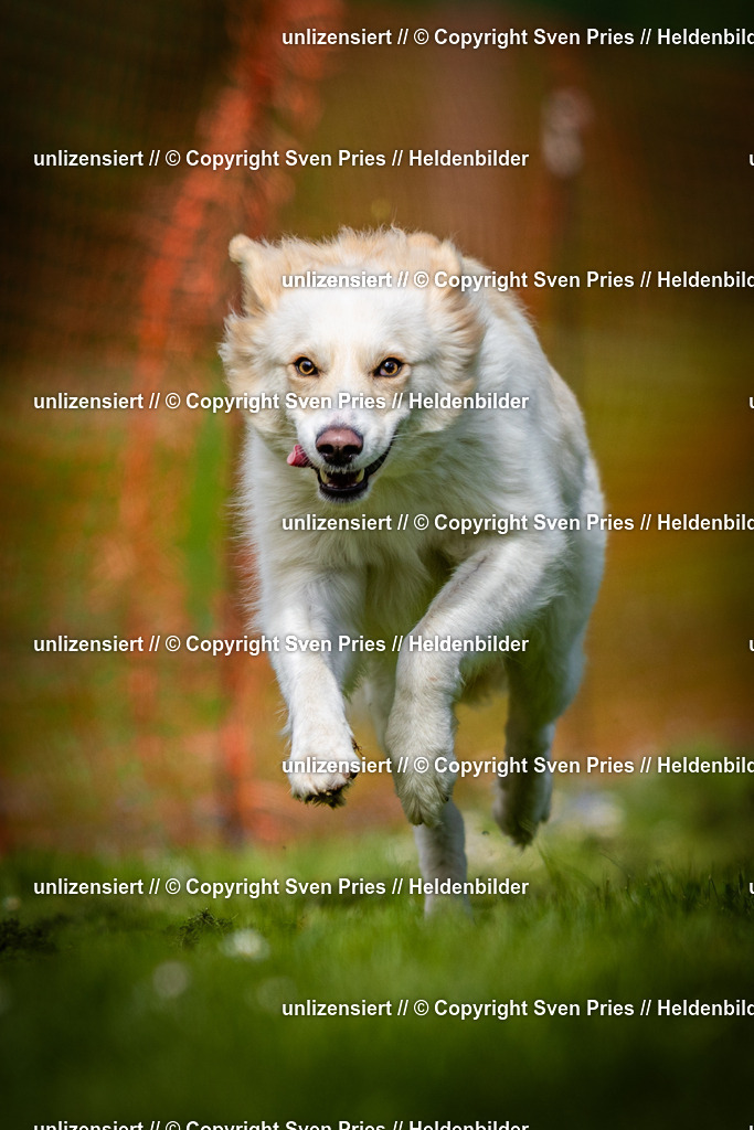 Sven Pries | 2025-04-13 - Hunderennen Baden-Baden - Realisiert mit Pictrs.com