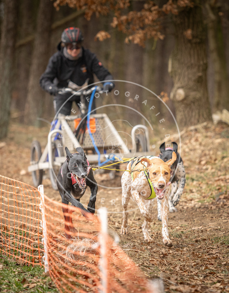 Pfotenfotografie_DV3A4812 | Hundefotografie, Tierfotograf, Pfotenfotografie, Fotoshooting Hund, Hunde Portrait, Hundesport, Hundeportraits, Heideshooting, Hunde, Sportfotograf, Hundefotograf, Turnierhundsport, THS,  - Realisiert mit Pictrs.com