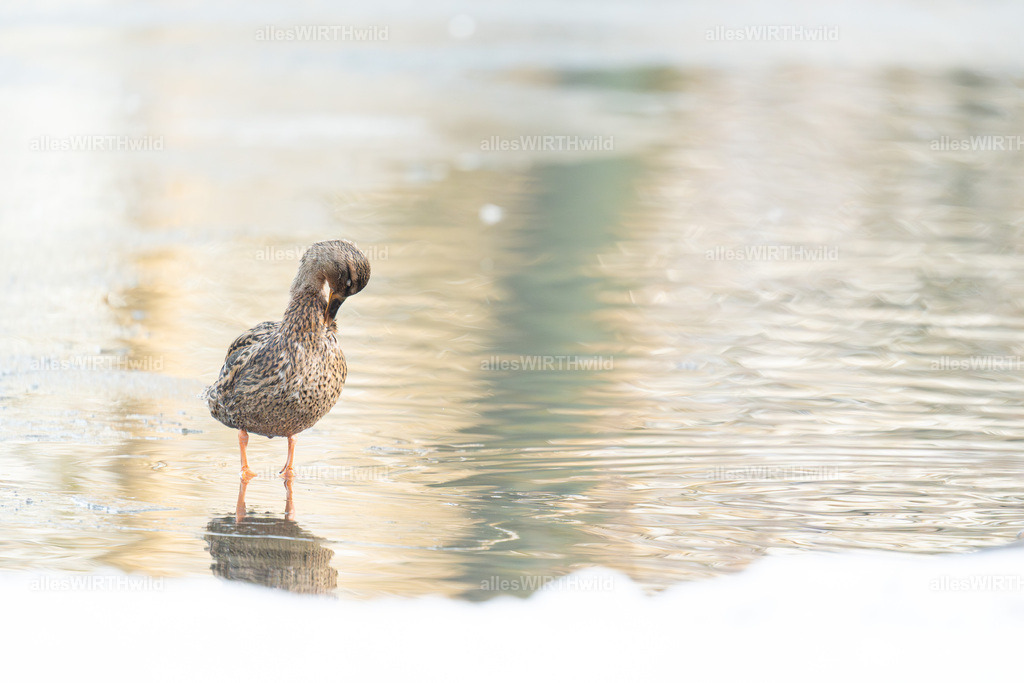Daniel Wirth - www.allesWIRTHwild.de -7IV03952 | Entdecke die faszinierende Welt der Natur- und Wildlife-Fotografie von Daniel und Bärbel. Inspirierende Bilder von wilden Tieren und kleinen Naturwundern.