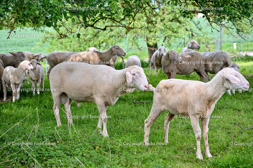 Thening_ Obstbauer Hirschvogel_ 07.05.2024-20 | 07.05.2024, Thening, AUT, Obstbauer Hirschvogel, im Bild Schafe am Hof Hirschvogel