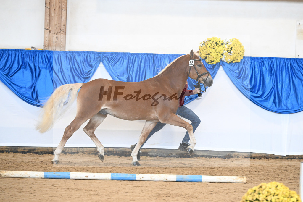 Kat-Nr. 22 Niolando v. Nio_Kirchberger_48251024 | hf-fotografie - Realisiert mit Pictrs.com