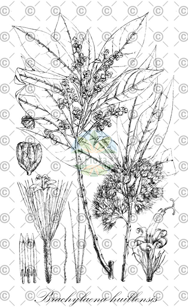 HistAbb_wfo-0000570324_1_ENZY_Simple | Historische Abbildung von Brachylaena huillensis - Asteraceae | Historical Illustration of Brachylaena huillensis - Asteraceae