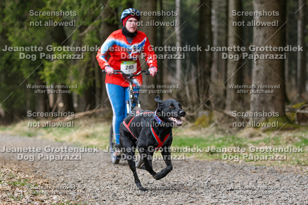 Dog Paparazzi - VCC26-533 | Dog Paparazzi Jeanette Grottendiek Fotografie & Videografie - Realisiert mit Pictrs.com