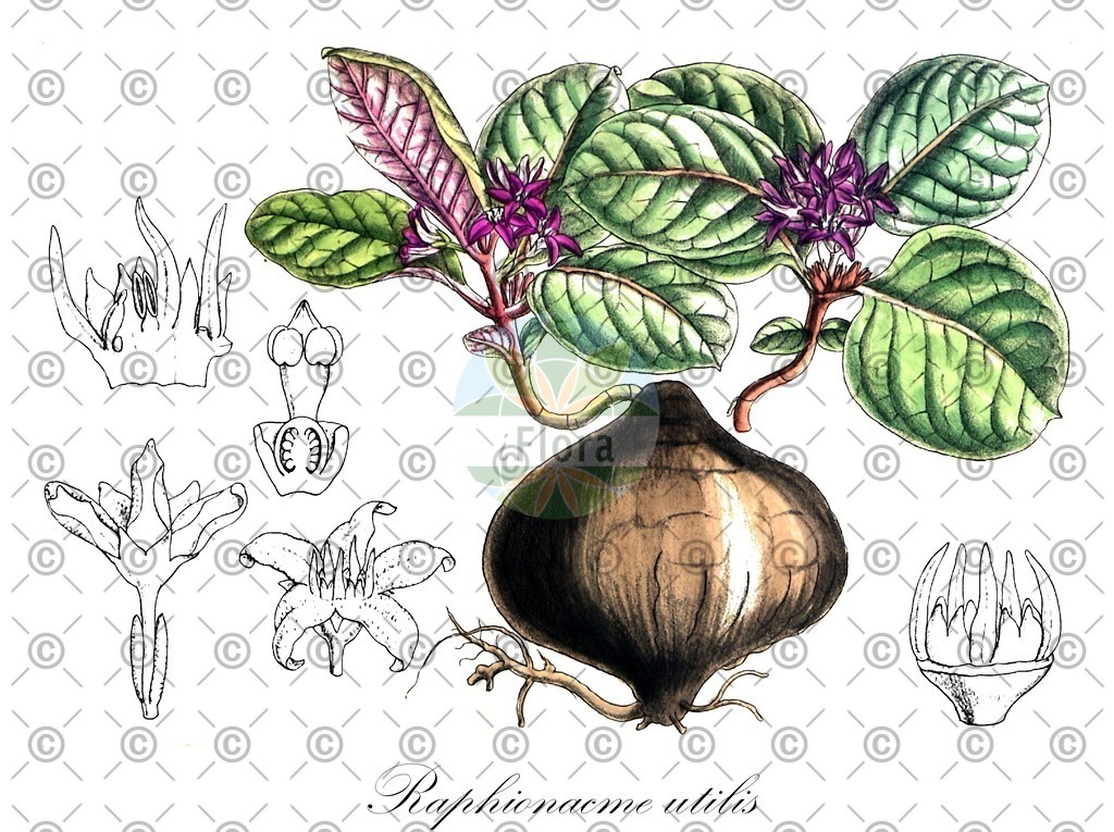 HistAbb_wfo-0001133147_1_ENZY_Simple | Historische Abbildung von Raphionacme utilis - Apocynaceae | Historical Illustration of Raphionacme utilis - Apocynaceae