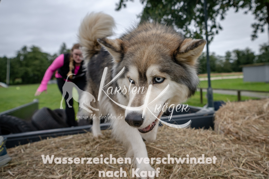1212_ZZ94906 | kk-dogfotos