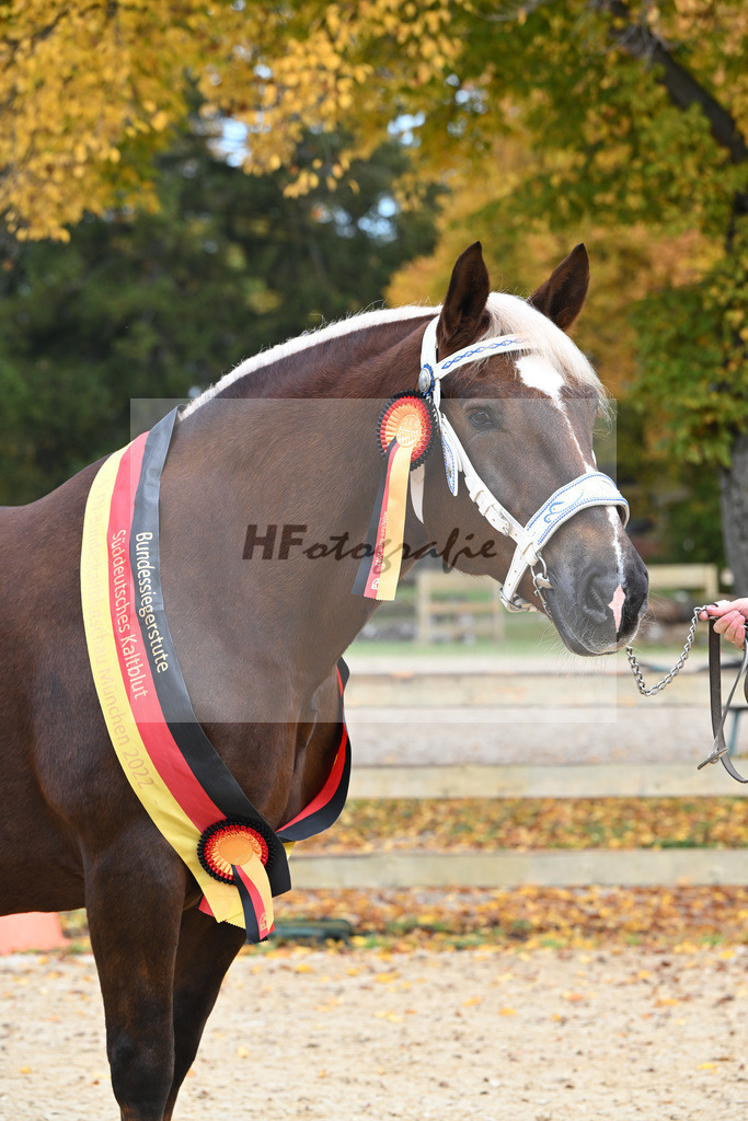 Kat-Nr. 85 Monarchin_Bachmair_53222994 | hf-fotografie - Realisiert mit Pictrs.com