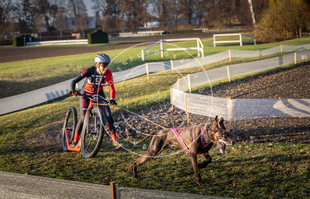 CaniXpix_DV3A0350 | Hundefotografie, Tierfotograf, Pfotenfotografie, Fotoshooting Hund, Hunde Portrait, Hundesport, Hundeportraits, Heideshooting, Hunde, Sportfotograf, Hundefotograf, Turnierhundsport, THS,  - Realisiert mit Pictrs.com
