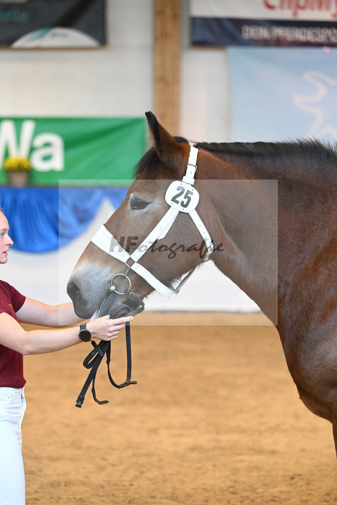 Kat-Nr. 25 Nele_Pferdehof Schwittersdorf_53221107 | hf-fotografie - Realizzato con Pictrs.com