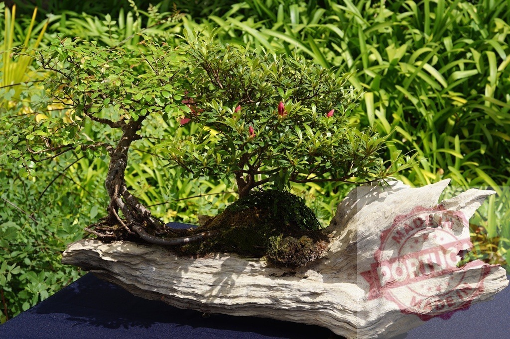 Bonsai tree growing on driftwood in a lush garden | Bonsai tree with pink buds planted on aged natural driftwood against green foliage - Realized with Pictrs.com