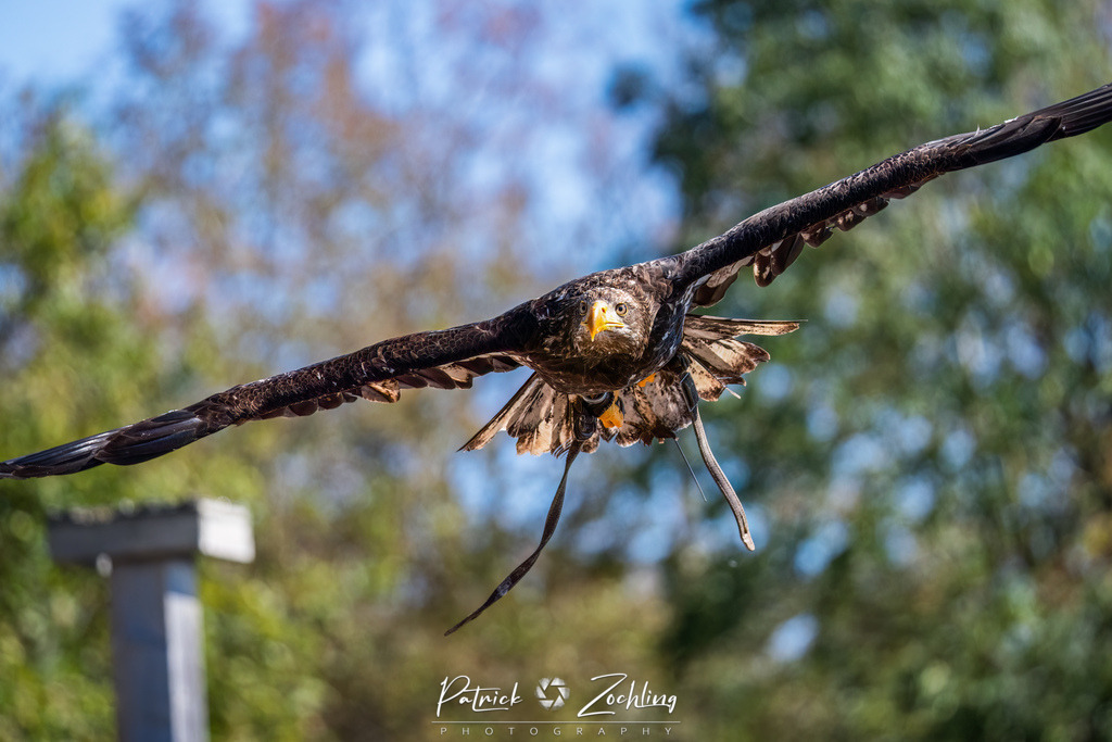 Kreuzenstein-Zöchling (31 von 46) | Mein Name ist Patrick Zöchling. Auf dieser Website siehst Du meine Projekte als Fotograf und kannst Dir Deine Fotos in Galerien ansehen und herunterladen. Über einen Webshop kannst Du Bilder ausarbeiten, auf T-Shirt drucken usw. - Realisiert mit Pictrs.com