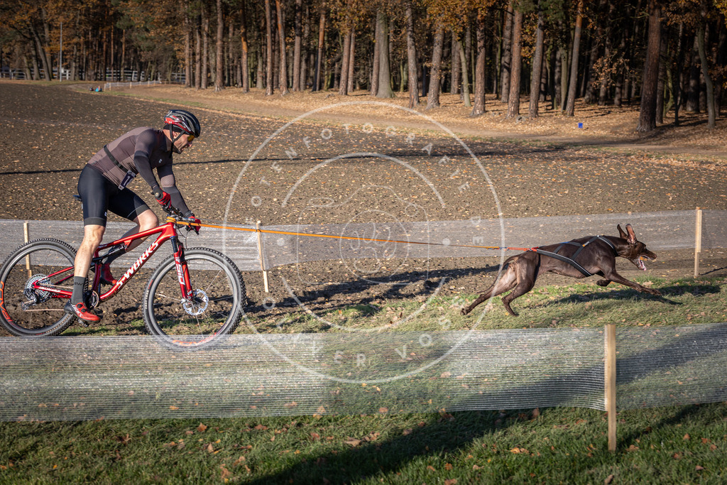 CaniXpix_DV3A2384 | Hundefotografie, Tierfotograf, Pfotenfotografie, Fotoshooting Hund, Hunde Portrait, Hundesport, Hundeportraits, Heideshooting, Hunde, Sportfotograf, Hundefotograf, Turnierhundsport, THS,  - Realisiert mit Pictrs.com