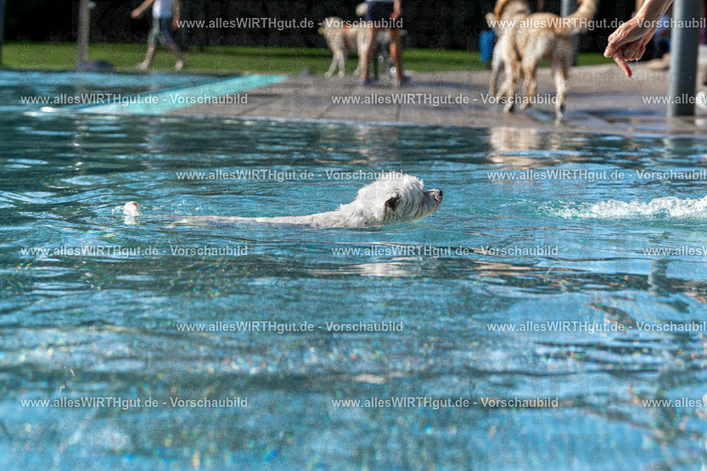 Hundeschwimmen_Volksbad_2026-allesWIRTHgut_Tierfotografie-2609061543-FAY07300 | Professionelle Tierfotografie in Mönchengladbach von Daniel Wirth (allesWIRTHgut). Liebevolle & natürliche Bilder von Hunden & Katzen für unvergessliche Erinnerungen.