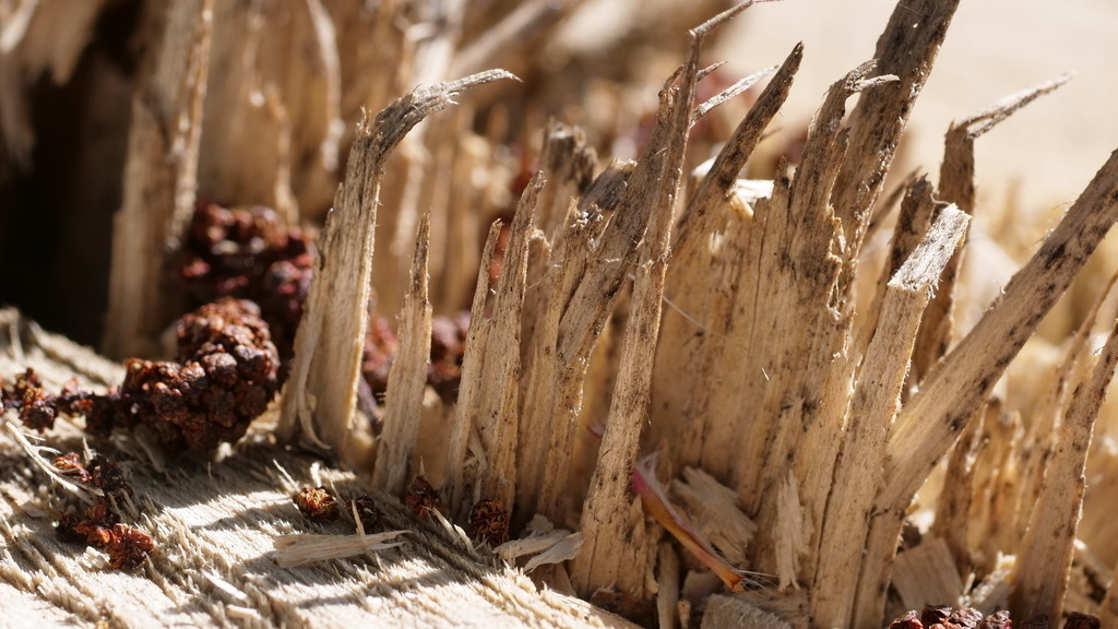 P1077033 | klausulrichmoeller