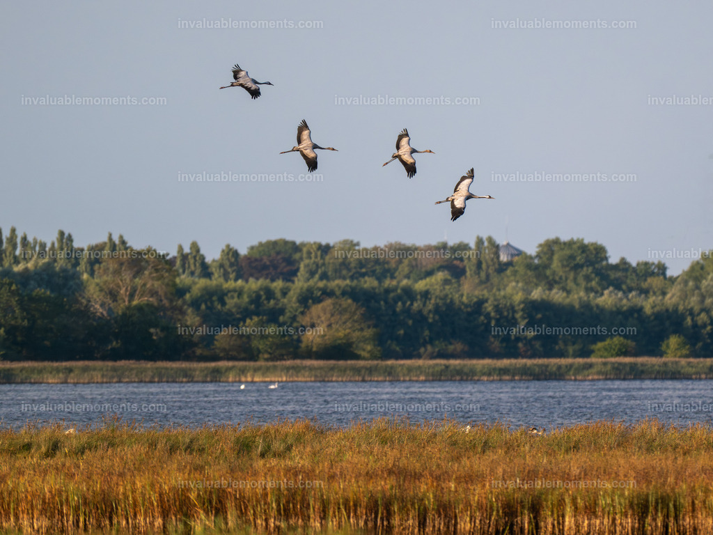 DSC_5693 | invaluablemoments.com - Realisiert mit Pictrs.com