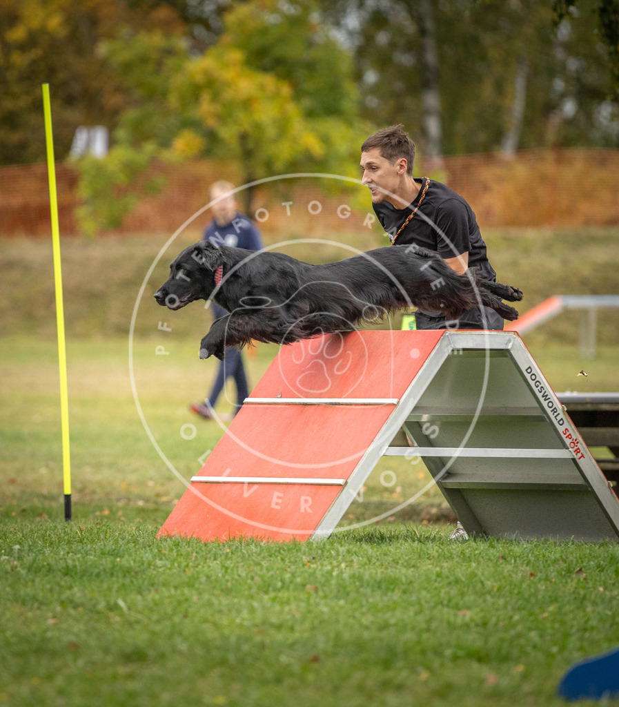 Pfotenfotografie_DV3A0029 | Hundefotografie, Tierfotograf, Pfotenfotografie, Fotoshooting Hund, Hunde Portrait, Hundesport, Hundeportraits, Heideshooting, Hunde, Sportfotograf, Hundefotograf, Turnierhundsport, THS,  - Realisiert mit Pictrs.com