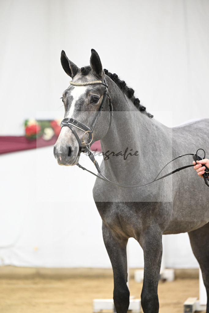 Kat-Nr. 96 Mylord Carthago x Heartbreaker_Daniel Dassler_47253134 | hf-fotografie - Realisiert mit Pictrs.com