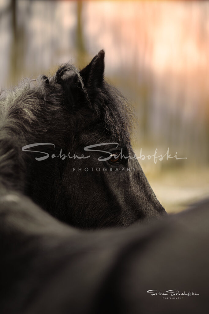 "Phebe" | People- und Tierfotografie, Imageaufnahmen, Veranstaltungsfotografie und Wandbilder aus der Natur ★ Made in Germany ✔️ Druck + Downloads ✔️ Naturfotografie in Top Qualität ★ schneller Versand, weltweite Lieferung! - Realisiert mit Pictrs.com