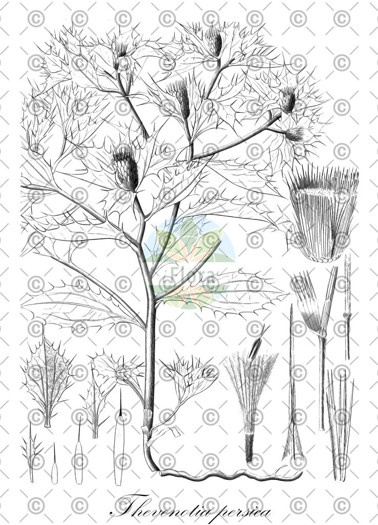 HistAbb_EMP_136586_SRC_Schlechtendal_FLORAD_SIMPLE | Historische Abbildung von Thevenotia persica - Asteraceae | Historical Illustration of Thevenotia persica - Asteraceae
