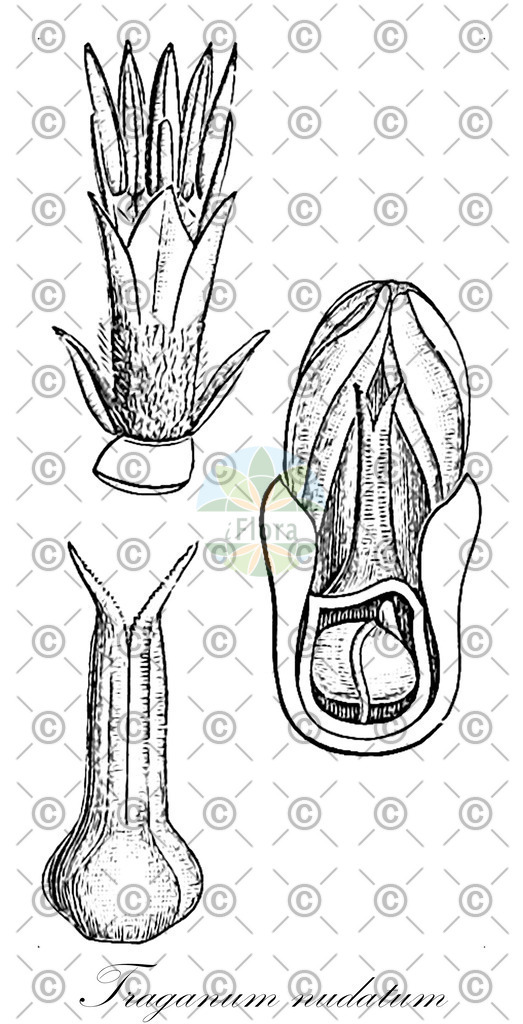 HistAbb_EMP_141968_SRC_Schlechtendal_FLORAD_SIMPLE | Historische Abbildung von Traganum nudatum - Amaranthaceae | Historical Illustration of Traganum nudatum - Amaranthaceae