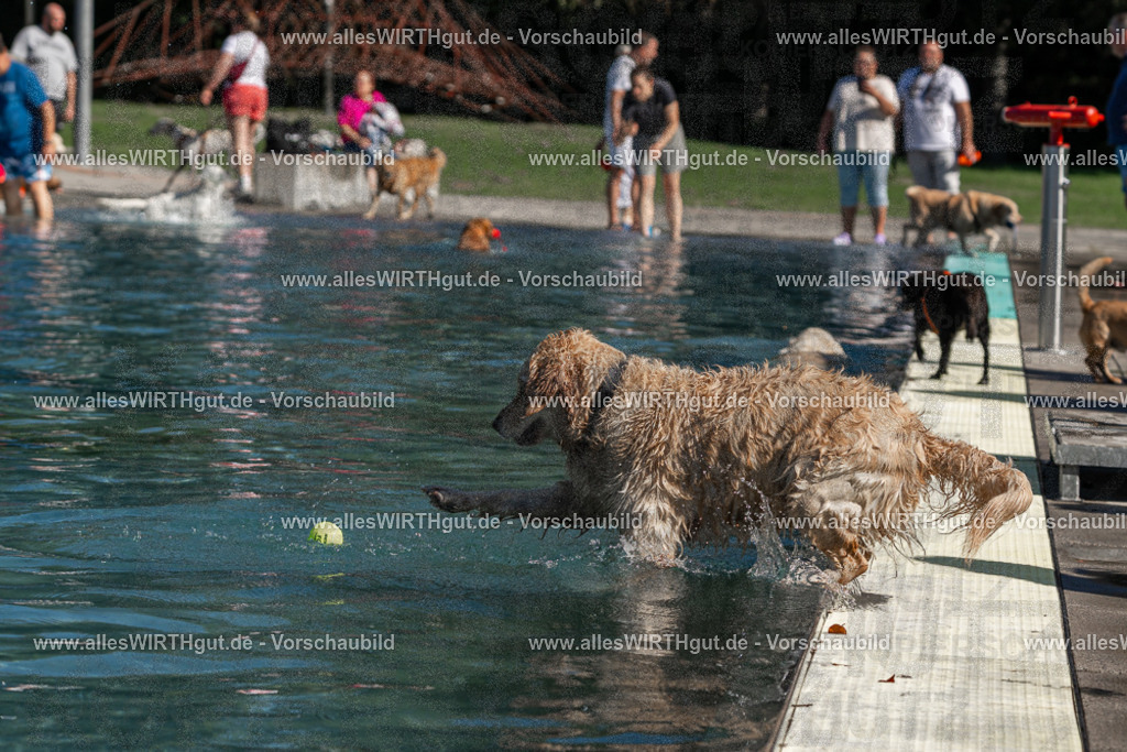 Hundeschwimmen_Volksbad_2026-allesWIRTHgut_Tierfotografie-2609061110-FAY06165 | Professionelle Tierfotografie in Mönchengladbach von Daniel Wirth (allesWIRTHgut). Liebevolle & natürliche Bilder von Hunden & Katzen für unvergessliche Erinnerungen.