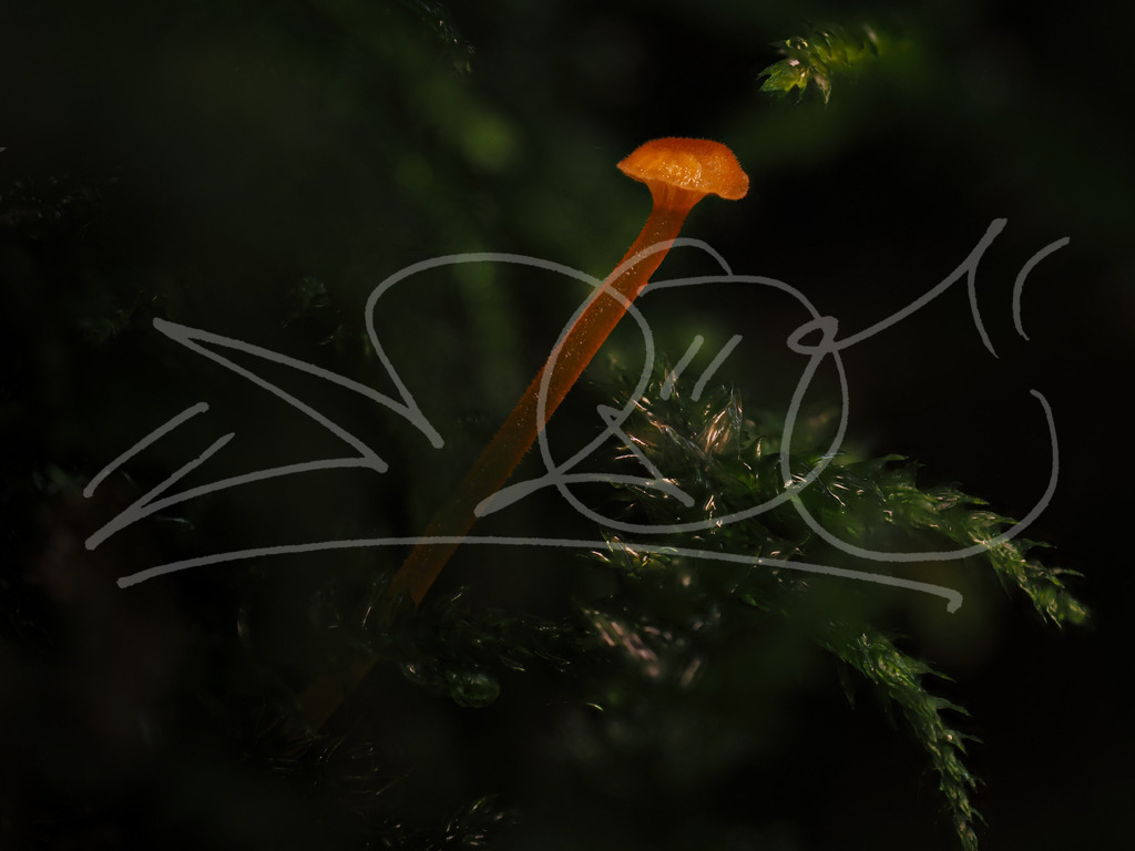 P9140479 | Naturschönheiten aus Deutschland. Pflanzen und Tiere, Insekten und Naturschauspiele. Alle schönen Details, die uns umgeben, fotografiert von Michi Moc.  - Realisiert mit Pictrs.com