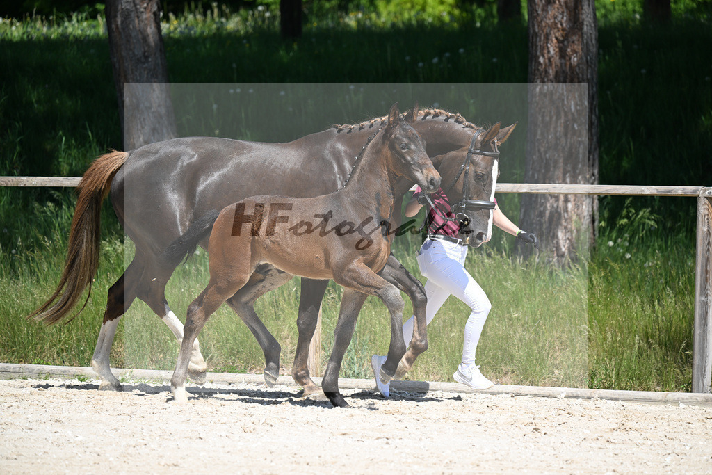 Cornet Obolensky x Kannan_HF_Schroetzlmair_10250184 | hf-fotografie - Realizzato con Pictrs.com