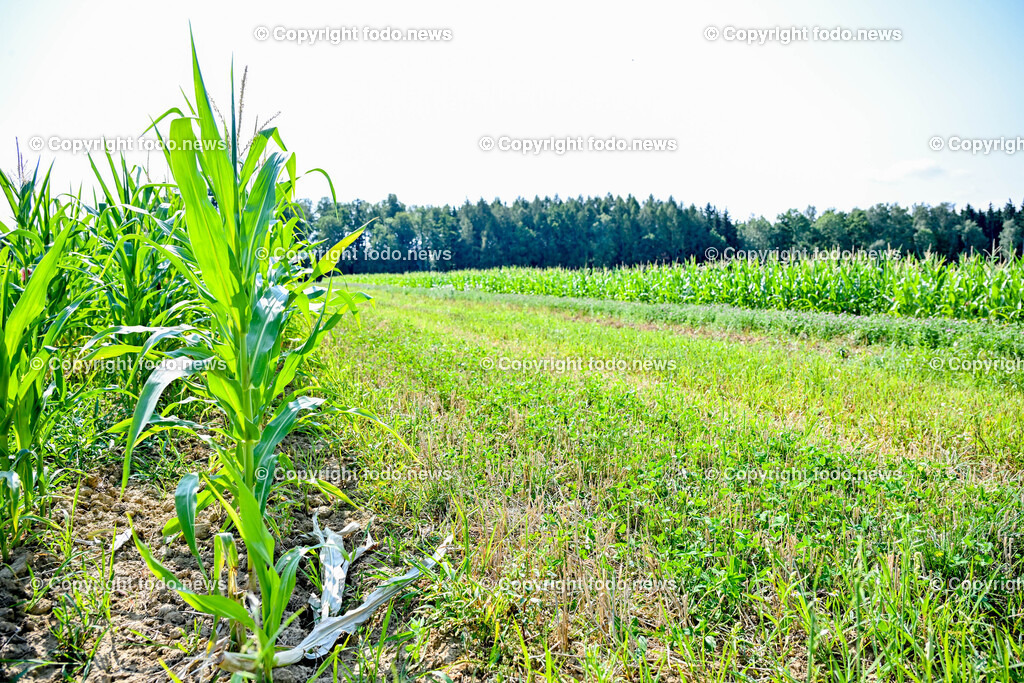 Morgentau Biogemuese GmbH_ Hofkirchen_ 25.07.2024-38 | 25.07.2024, Hofkirchen, AUT, Morgentau Biogemuese GmbH, im Bild Streifenanbau