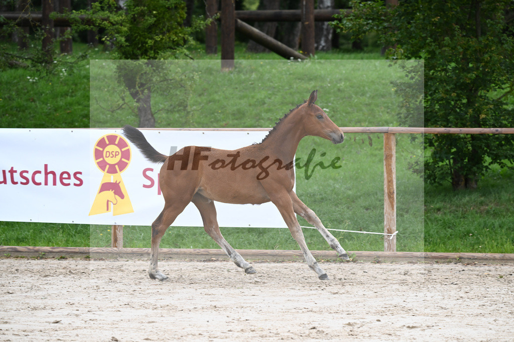 Kat-Nr. 7 SF DSP Va Bene_Hirschberger_25230130 | hf-fotografie - Realizzato con Pictrs.com