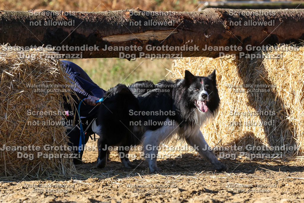 Dog Paparazzi - Strongdog 10-25-1856 | Dog Paparazzi Jeanette Grottendiek Fotografie & Videografie - Realisiert mit Pictrs.com