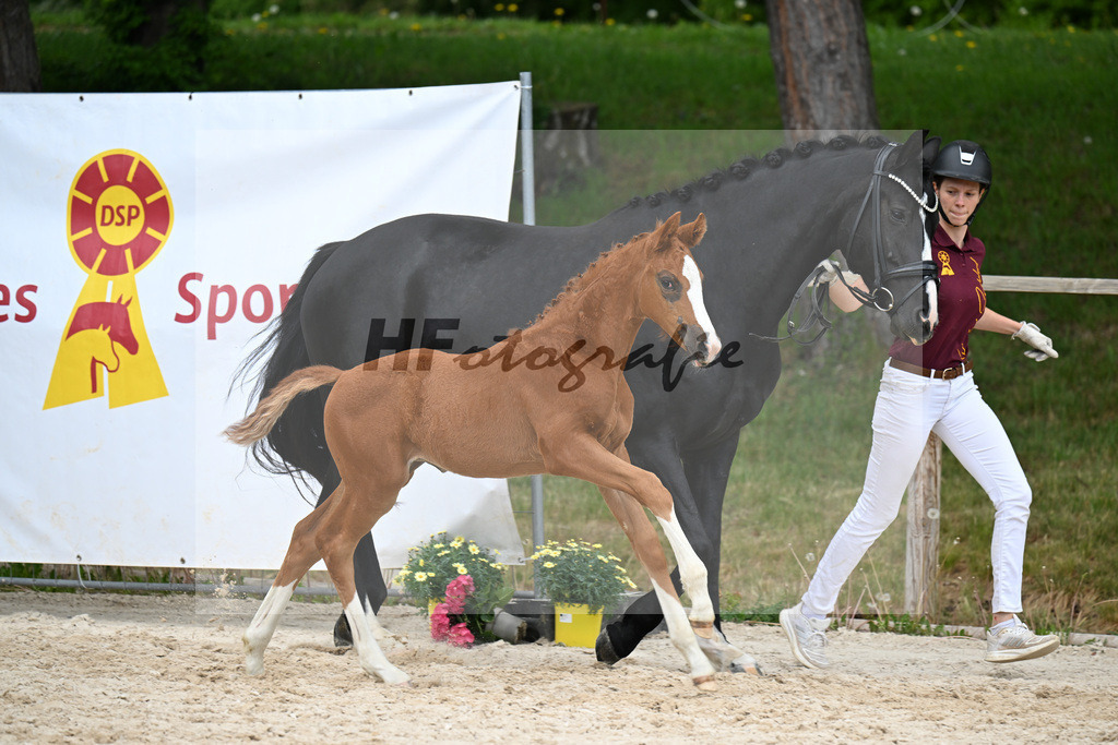 Kat-Nr. 19 SF Viva Vitalis x Asgards Ibiza_Roos_24260960 | hf-fotografie - Realisiert mit Pictrs.com