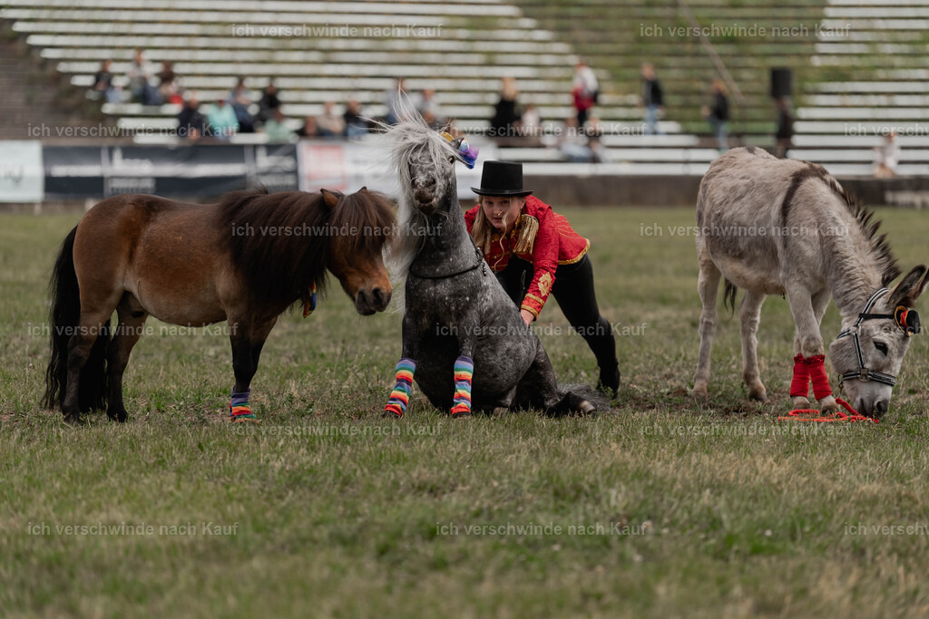 Showprogramm-276 | working equitationturnier fotograf videograf stoibphotography marixx film working equitation deutschland reitsport turnierfotografie eventfotografie equestrian events