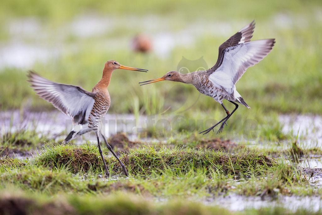 R5NF0592_20240406-2 | Die Uferschnepfe ist ein langbeiniger, großer und schlanker Schnepfenvogel. Ihr langer Hals und der lange, gerade Schabel sind weitere besondere Merkmale. Bei uns brütet sie vor allem in Norddeutschland in Feuchtwiesen und Niedermooren. Der europäische Verbreitungsschwerpunkt liegt vor allem in Nordosteuropa, an den Küsten der Nordsee und in Island. - Realisiert mit Pictrs.com