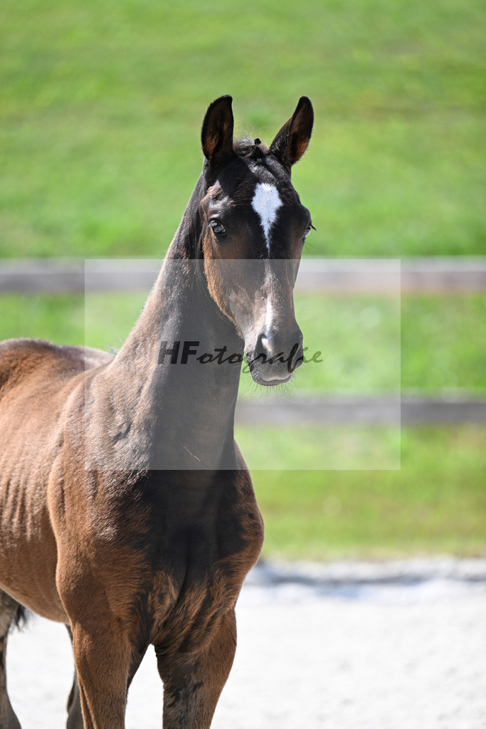 Kat-Nr. 39 St. Schufro x Vivaldi_HF_Lindinger u Silbereisen_15251031 | hf-fotografie - Realisiert mit Pictrs.com