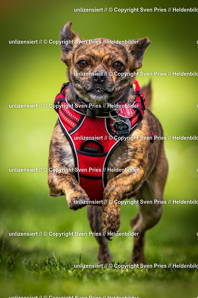 Sven Pries | 2025-04-13 - Hunderennen Baden-Baden - Realisiert mit Pictrs.com