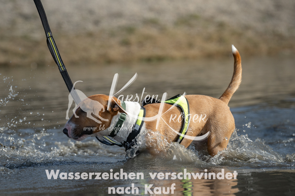 1144_ZZ96288-4 | kk-dogfotos