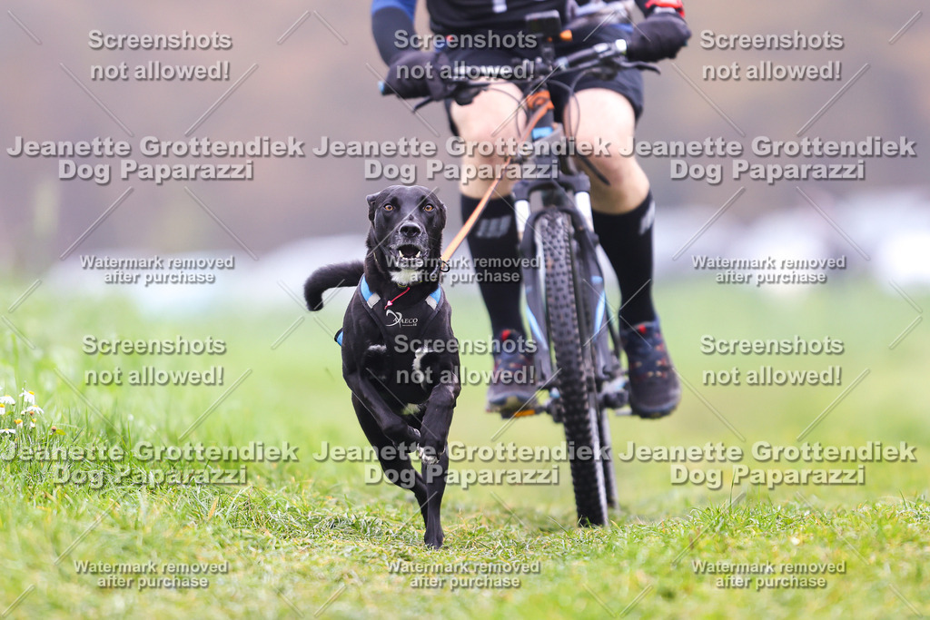 Dog Paparazzi - Visbeck 25 -207 | Dog Paparazzi Jeanette Grottendiek Fotografie & Videografie - Realisiert mit Pictrs.com