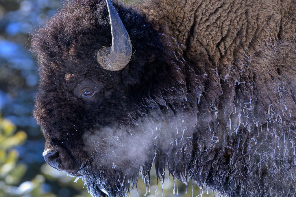 2024-176 | Bison am Madison River. - Realisiert mit Pictrs.com