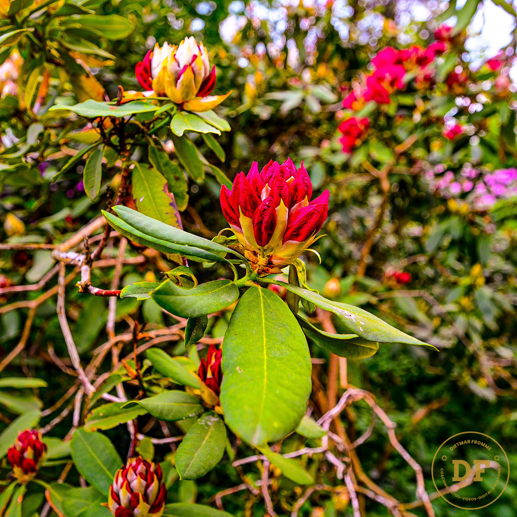 8_DSC8198-2 | Geschenke, Wandbilder und Accessoires mit Motiven aus Dresden und anderen schönen Orten zur Verschönerung Deines zu Hauses und zum verschenken gewünscht? Wähle Deine Lieblingsbild auf dem Produkt Deiner Wahl. 