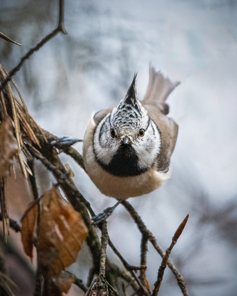 DSC_6184-2 | Ich bin Fotograf aus Neuburg an der Donau und spezialisiere mich auf Wildlife-Fotografie, Landschaftsaufnahmen und Portraits.Ob Hochzeit, Familienbilder oder Naturaufnahmen – ich fange echte Momente ein, die bleiben. 